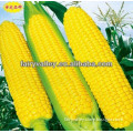 High Yield High Quality Hybrid F1 Non Gmo Corn Seed For Planting